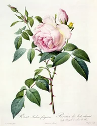Rosa Indica Fragrans, engraved by Langlois, published by Remond